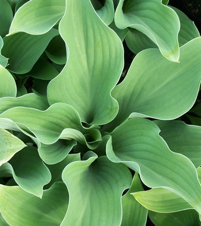 Hosta Krossa Regal